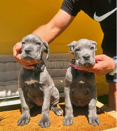 Cane Corso gyönyörű kiskutyák - 8/12