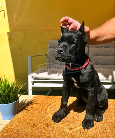 Cane Corso gyönyörű kiskutyák - 9/12