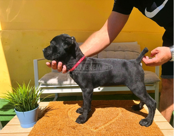 Cane Corso gyönyörű kiskutyák - 10/12