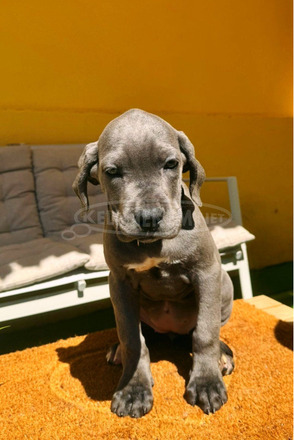Cane Corso gyönyörű kiskutyák - 11/12