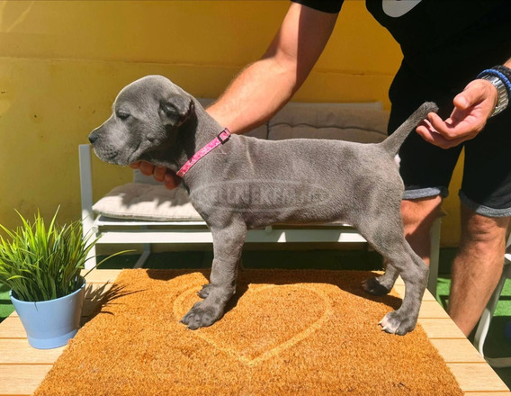 Cane Corso gyönyörű kiskutyák - 12/12