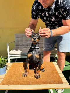 Doberman kiskutya eladó
