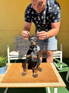 Doberman kiskutya eladó