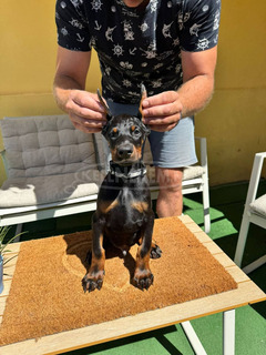 Doberman kiskutya eladó