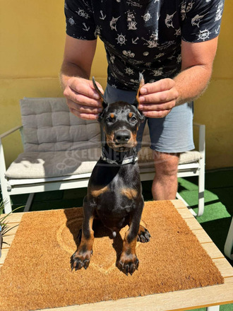 Doberman kiskutya eladó - 4/12