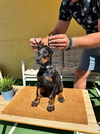 Doberman kiskutya eladó - 5/12