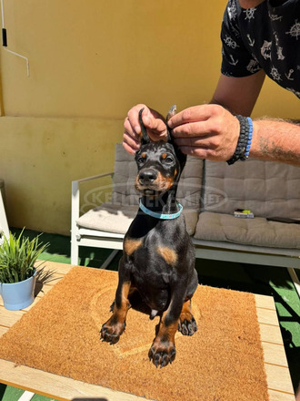 Doberman kiskutya eladó - 6/12