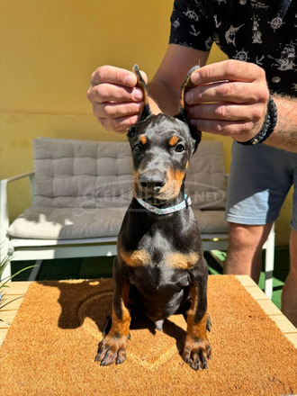 Doberman kiskutya eladó - 7/12