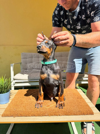 Doberman kiskutya eladó - 8/12