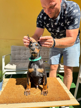 Doberman kiskutya eladó - 9/12