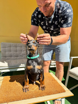 Doberman kiskutya eladó - 10/12