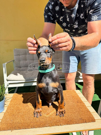 Doberman kiskutya eladó - 11/12