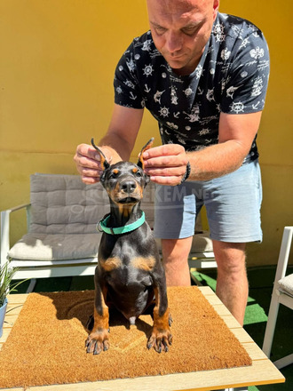 Doberman kiskutya eladó - 12/12