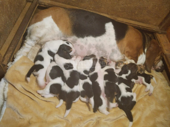 Basset hound kiskutyák eladó - 1/1