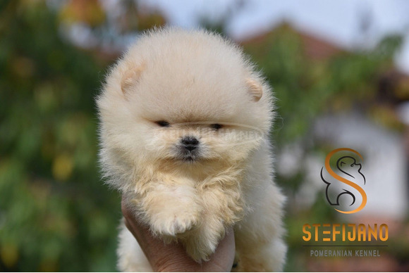 Pomerániai BOO kölykök - 1/12