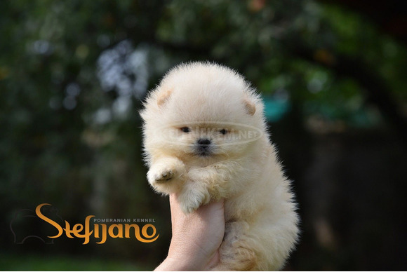 Pomerániai BOO kölykök - 2/12