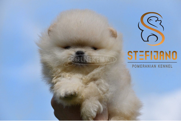 Pomerániai BOO kölykök - 3/12