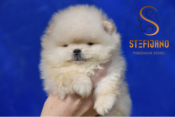 Pomerániai BOO kölykök - 4/12
