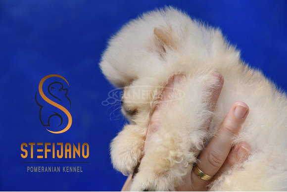Pomerániai BOO kölykök - 5/12