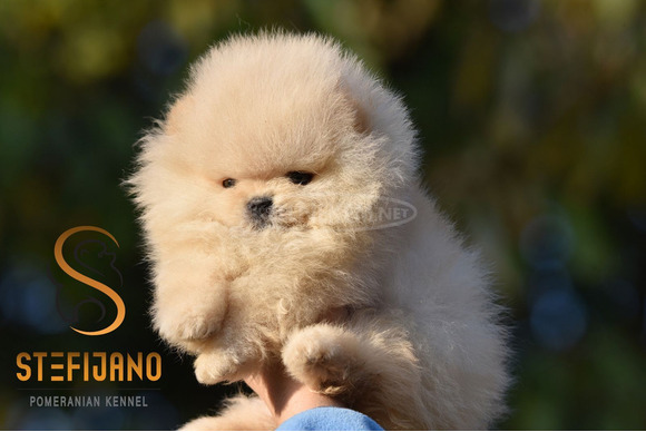 Pomerániai BOO kölykök - 6/12