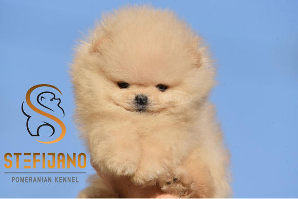 Pomerániai BOO kölykök - 7/12