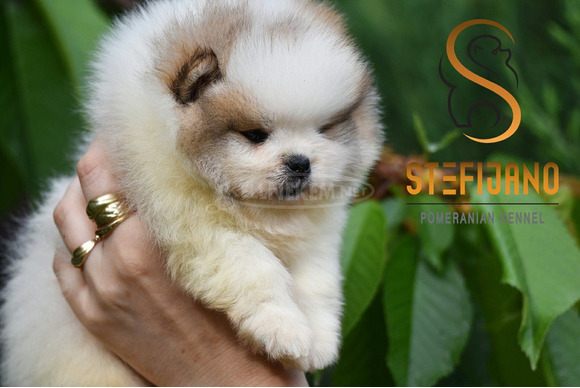 Pomerániai BOO kölykök - 9/12