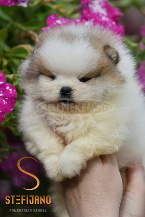 Pomerániai BOO kölykök - 10/12