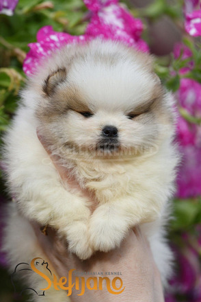 Pomerániai BOO kölykök - 11/12