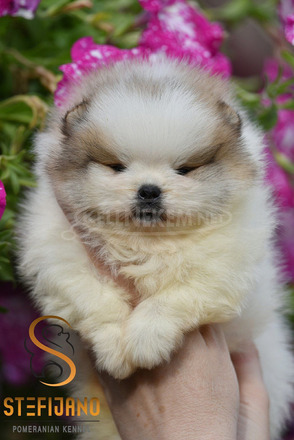 Pomerániai BOO kölykök - 12/12