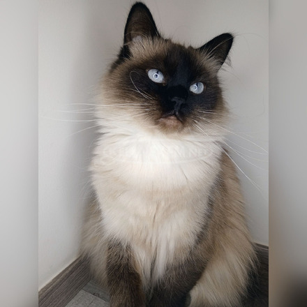Ragdoll költözne - 1/2