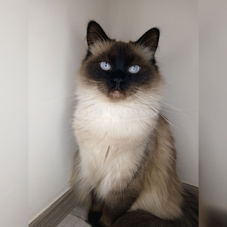 Ragdoll költözne