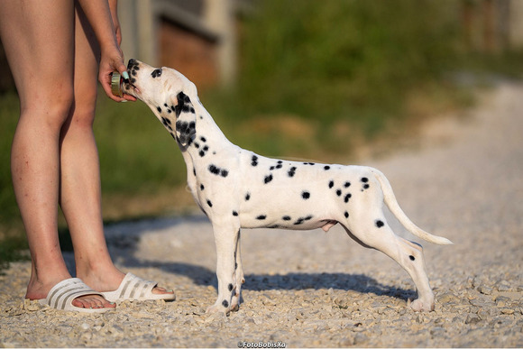 Dalmata kölyökkutyák - 1/12