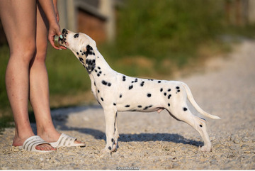 Dalmata kölyökkutyák