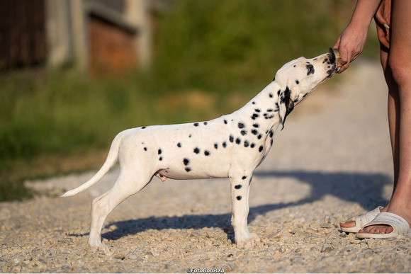Dalmata kölyökkutyák - 2/12