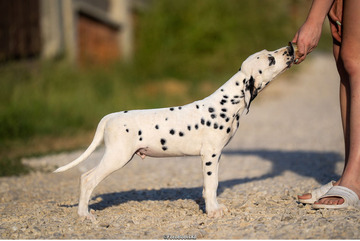 Dalmata kölyökkutyák