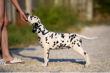 Dalmata kölyökkutyák