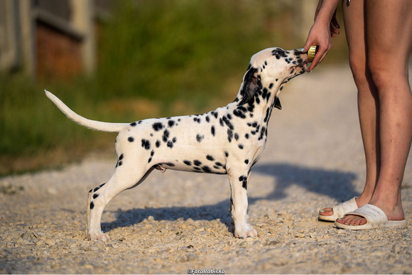 Dalmata kölyökkutyák - 4/12
