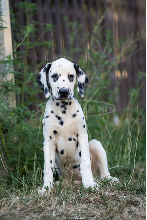 Dalmata kölyökkutyák - 6/12