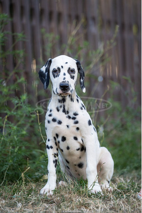 Dalmata kölyökkutyák - 7/12