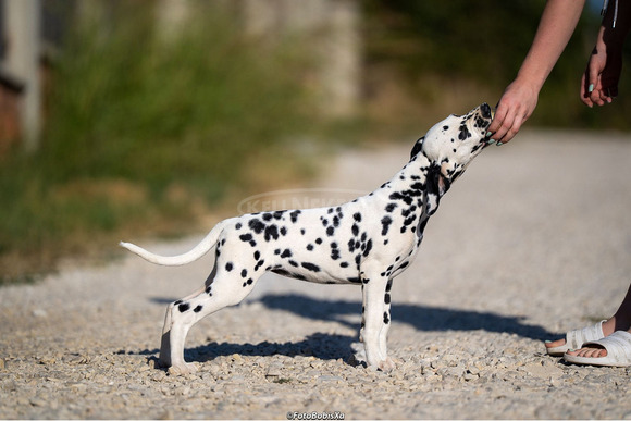 Dalmata kölyökkutyák - 8/12