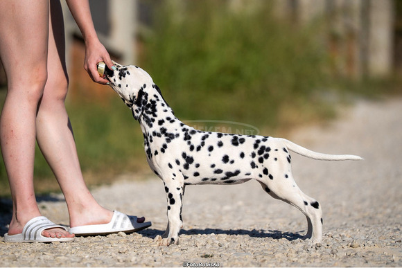 Dalmata kölyökkutyák - 9/12