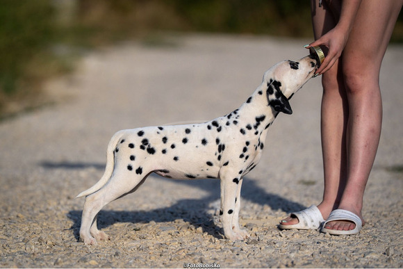 Dalmata kölyökkutyák - 10/12