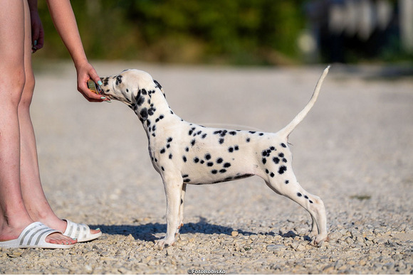 Dalmata kölyökkutyák - 12/12
