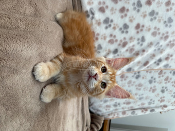 Törzskönyves Maine Coon kiscica tenyészetből
