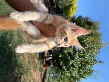 Törzskönyves Maine Coon kiscica tenyészetből