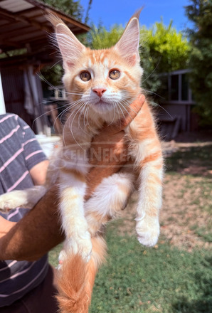 Törzskönyves Maine Coon kiscica tenyészetből - 3/10