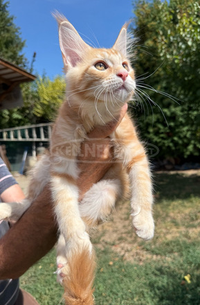 Törzskönyves Maine Coon kiscica tenyészetből - 4/10
