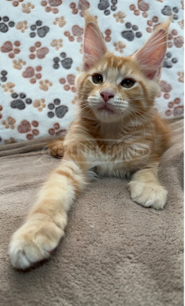 Törzskönyves Maine Coon kiscica tenyészetből - 5/10