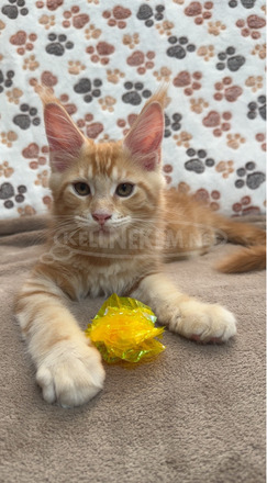 Törzskönyves Maine Coon kiscica tenyészetből - 6/10