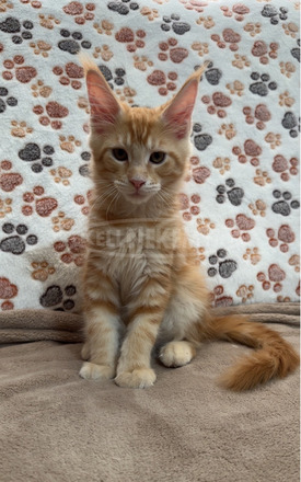 Törzskönyves Maine Coon kiscica tenyészetből - 7/10